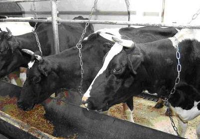 Цепи круглозвенные для привязи скота в сельском хозяйстве