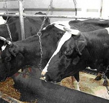 1Цепи круглозвенные для привязи скота в сельском хозяйстве
